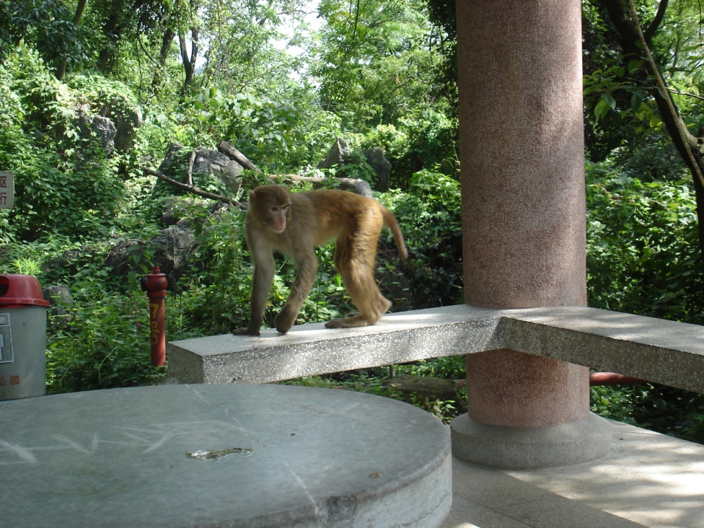 A Zoo, Bears, and Monkeys image 1