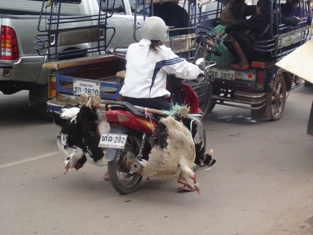 Recovering in Laos image 7