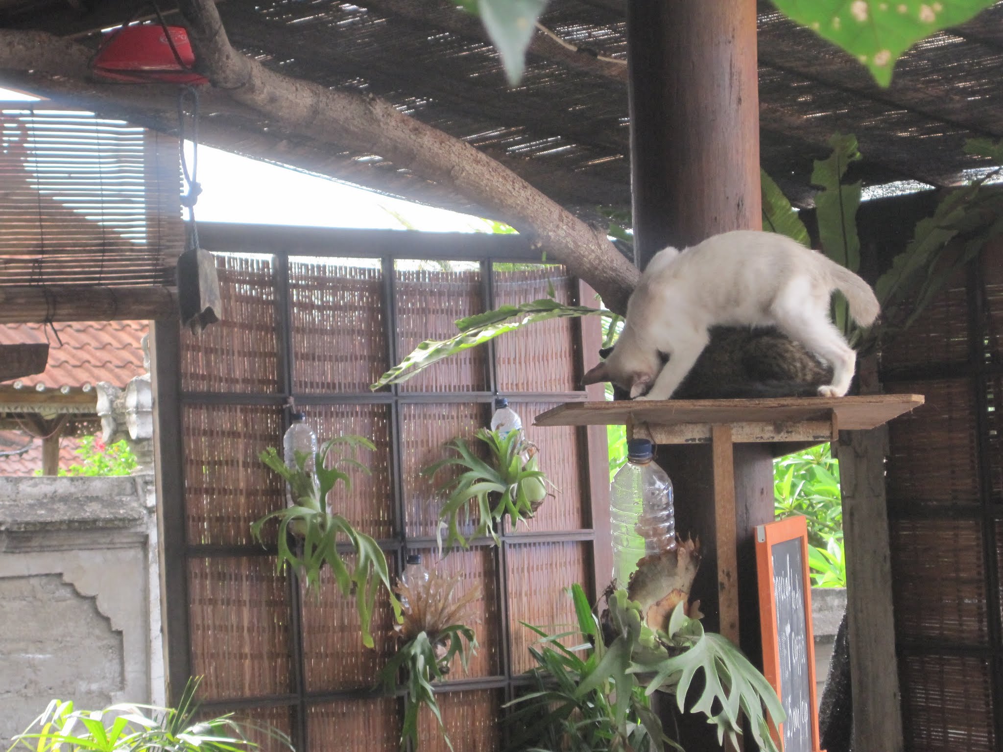 A Few Days in Bali image 5
