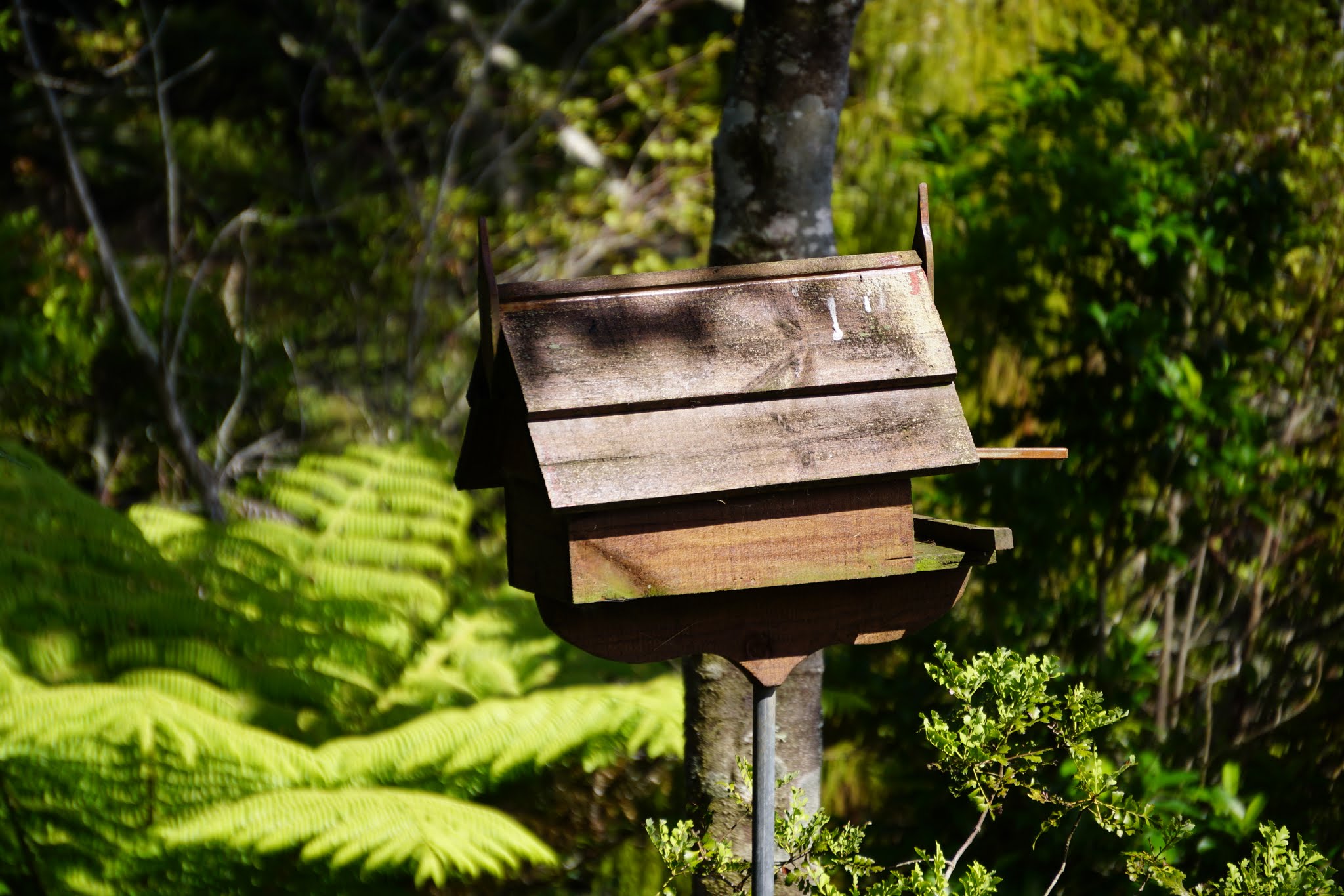 Auckland and Napier image 3