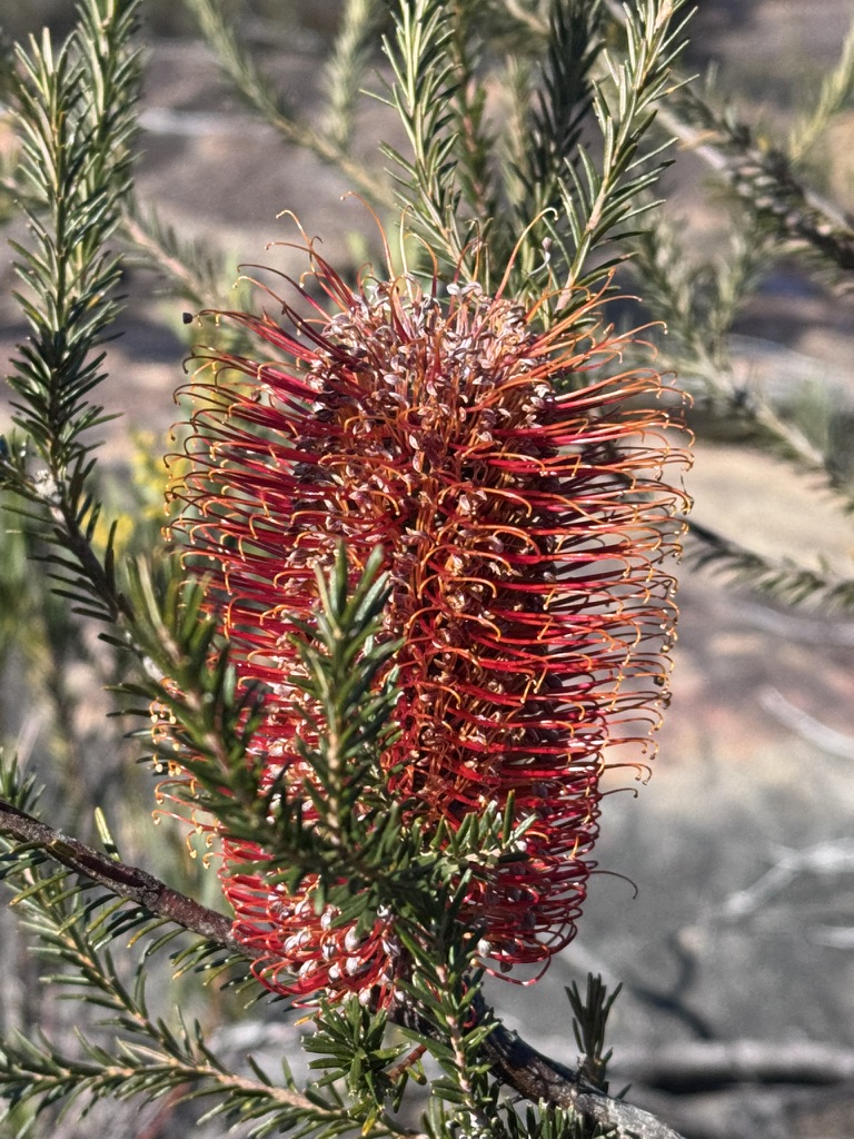 Three Days in the Budawangs image